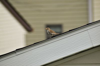 Low angle view of bird perching on roof of building