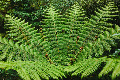 Close-up of green leaves