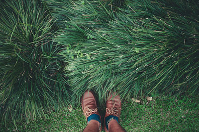 Low section of man standing by plants on field