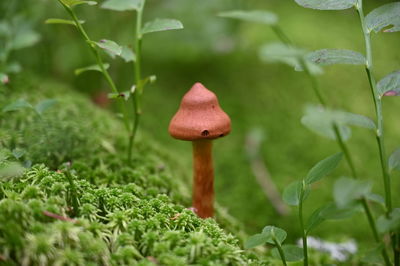 Close-up of a perfect imperfection mushroom growing on mossy green background.