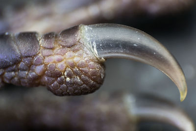 Close-up of snake