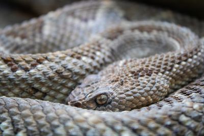 Close-up of lizard