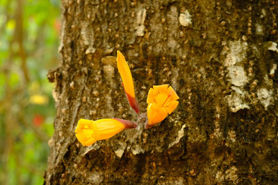 Close-up of yellow flower growing on tree trunk