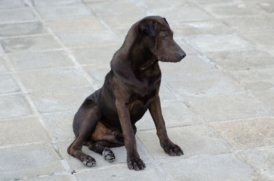 Dog sitting on tiled floor