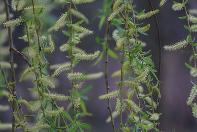 Close-up of fresh green plant