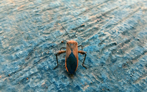 High angle view of insect on wood