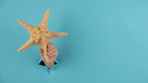 Starfish on blue background