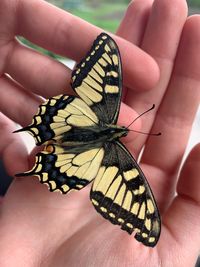 Close-up of butterfly on hand