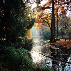 Reflection of trees in pond