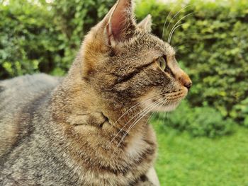 Close-up of a cat looking away