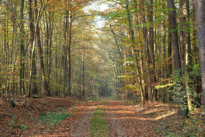 Dirt road amidst trees in forest