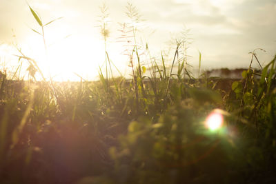 Close-up of grass on field against sky during sunset