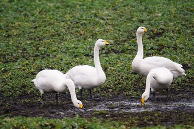 Close-up of swans