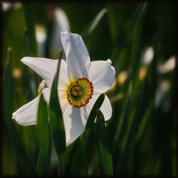 Close-up of white flowering plant