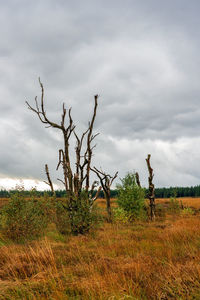 Bare tree on field against sky