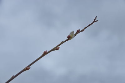 Low angle view of flowering plant against sky