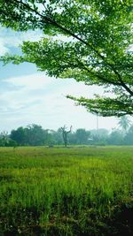 Scenic view of agricultural field against sky