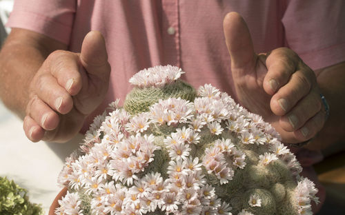 Close-up of hand holding flowering plant