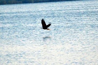 Bird flying over water