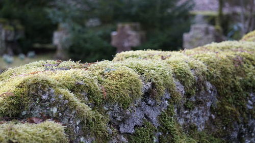 Close-up of moss growing on rock