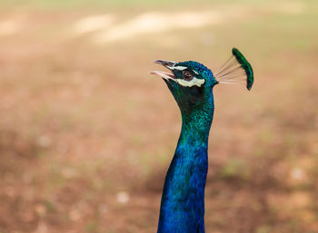 Close-up portrait of a peacock