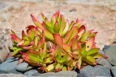 Close-up of succulent plant