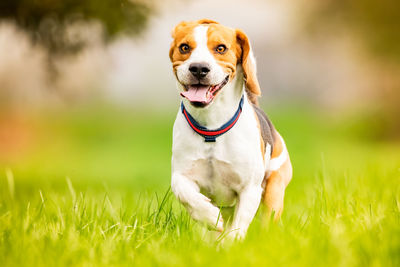 Portrait of dog sitting on field