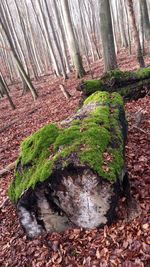 Close-up of moss growing on tree trunk