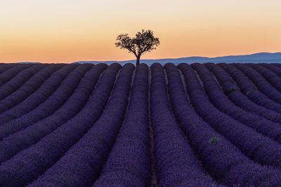 Plant growing on field against sky during sunset