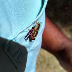 Close-up of insect on hand