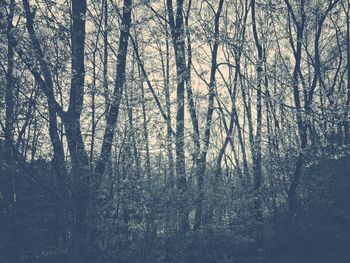 Bare trees against sky