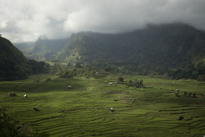 Scenic view of agricultural field against sky