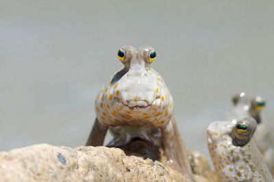 Close-up of fish and barnacle on rock