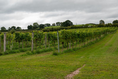 Scenic view of vineyard against sky