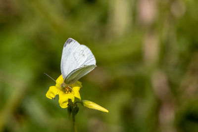 Close-up of butterfly pollinating on flower