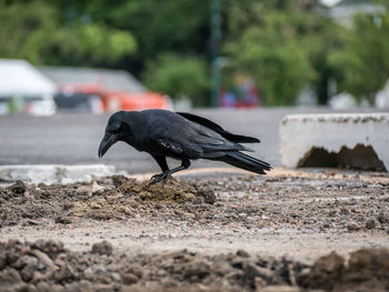 Side view of pigeon flying