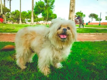 Dog sticking out tongue on grass