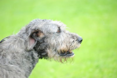 Close-up of a dog