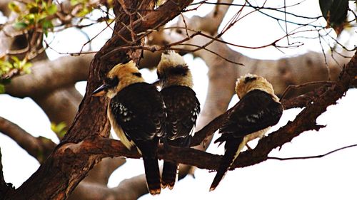 Low angle view of birds perching on branch