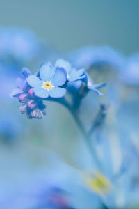 Close-up of purple flowering plant