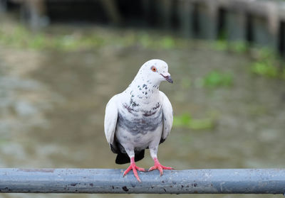 Close-up of pigeon perching on railing