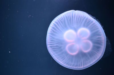 Close-up of jellyfish against blue background