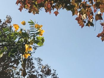 Low angle view of tree against clear sky