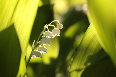 Close-up of flowering plant against blurred background