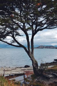 Tree by lake against sky