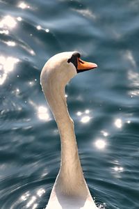 Close-up of swan swimming in lake