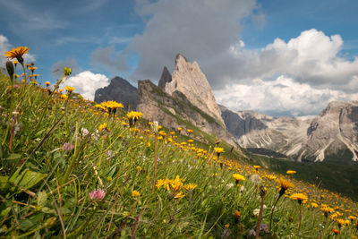 Scenic view of grassy field against cloudy sky