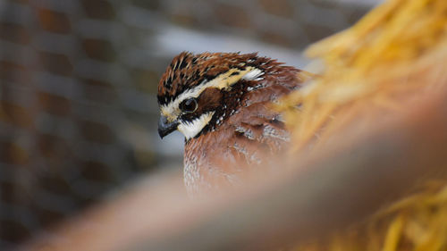 Close-up of a bird