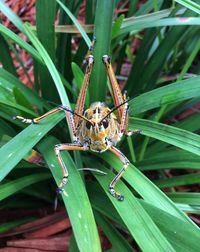 Close-up of insect on plant