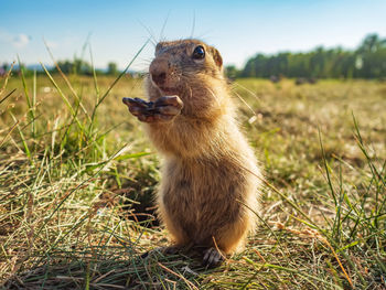 Close-up of squirrel on field